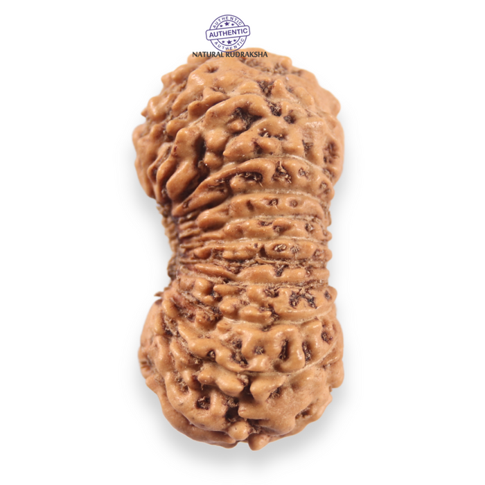 19 Mukhi Indonesian Rudraksha - Bead 162