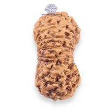 Load image into Gallery viewer, 19 Mukhi Indonesian Rudraksha - Bead 162
