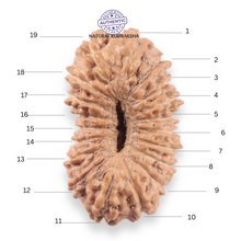 Load image into Gallery viewer, 19 Mukhi Indonesian Rudraksha - Bead 163
