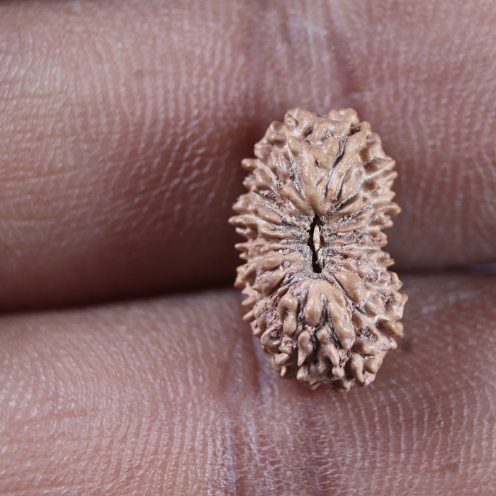 19 Mukhi Indonesian Rudraksha - Bead 163