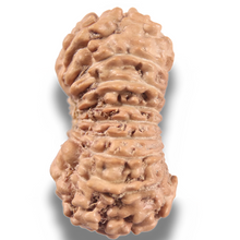 Load image into Gallery viewer, 19 Mukhi Indonesian Rudraksha - Bead 163

