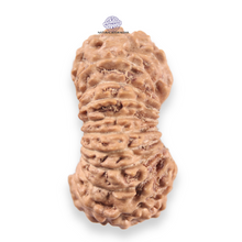 Load image into Gallery viewer, 19 Mukhi Indonesian Rudraksha - Bead 163
