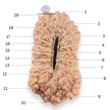 Load image into Gallery viewer, 19 Mukhi Indonesian Rudraksha - Bead 164
