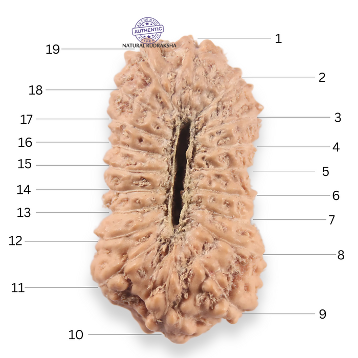 19 Mukhi Indonesian Rudraksha - Bead 164