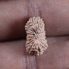 Load image into Gallery viewer, 19 Mukhi Indonesian Rudraksha - Bead 164
