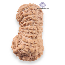 Load image into Gallery viewer, 19 Mukhi Indonesian Rudraksha - Bead 164
