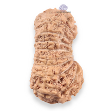 Load image into Gallery viewer, 19 Mukhi Indonesian Rudraksha - Bead 164
