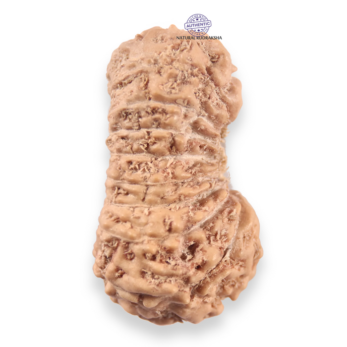 19 Mukhi Indonesian Rudraksha - Bead 164