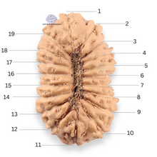 Load image into Gallery viewer, 19 Mukhi Indonesian Rudraksha - Bead 165
