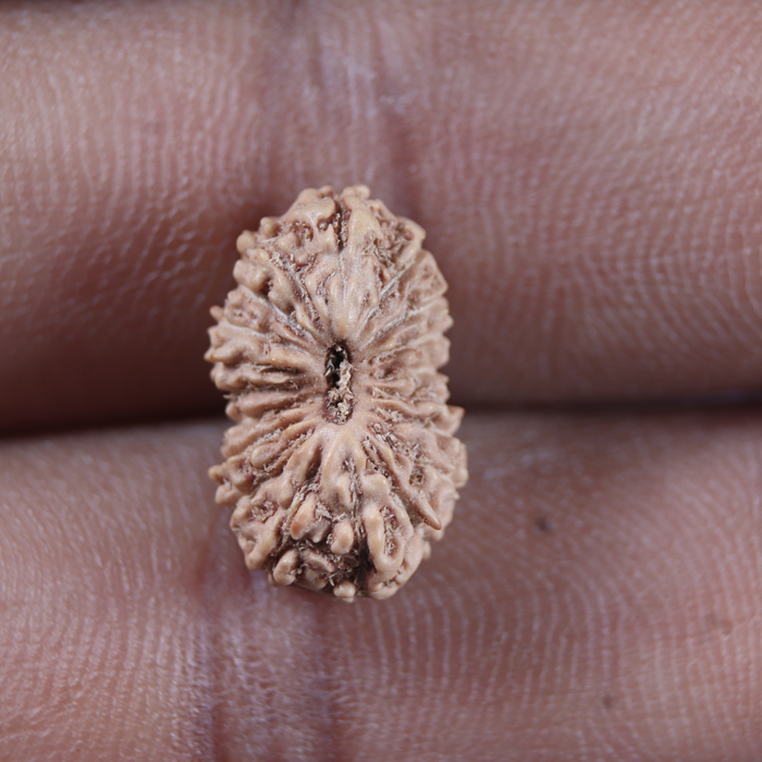 19 Mukhi Indonesian Rudraksha - Bead 165