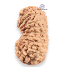 Load image into Gallery viewer, 19 Mukhi Indonesian Rudraksha - Bead 165
