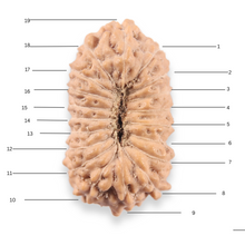 Load image into Gallery viewer, 19 Mukhi Indonesian Rudraksha - Bead 166
