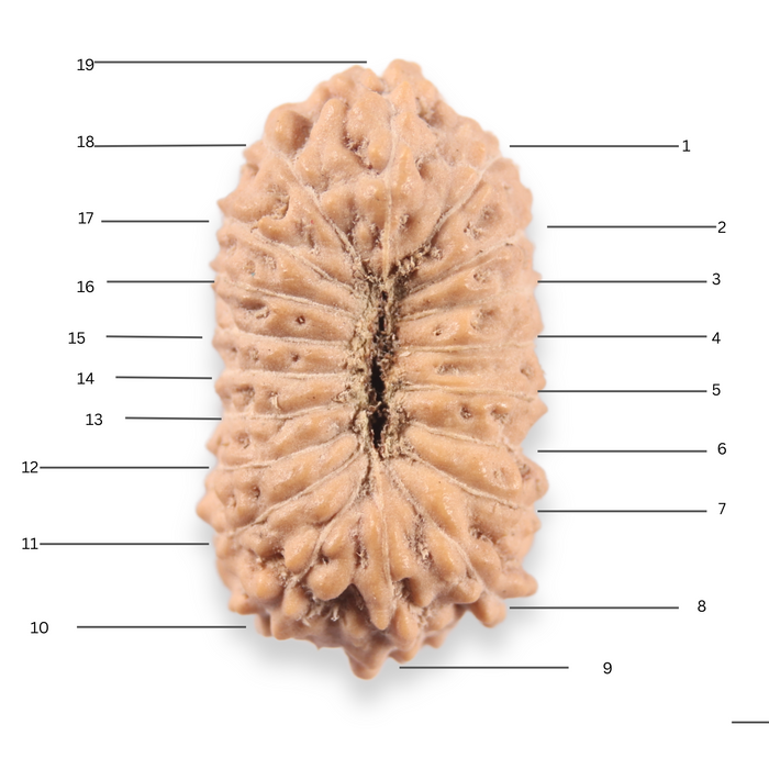 19 Mukhi Indonesian Rudraksha - Bead 166