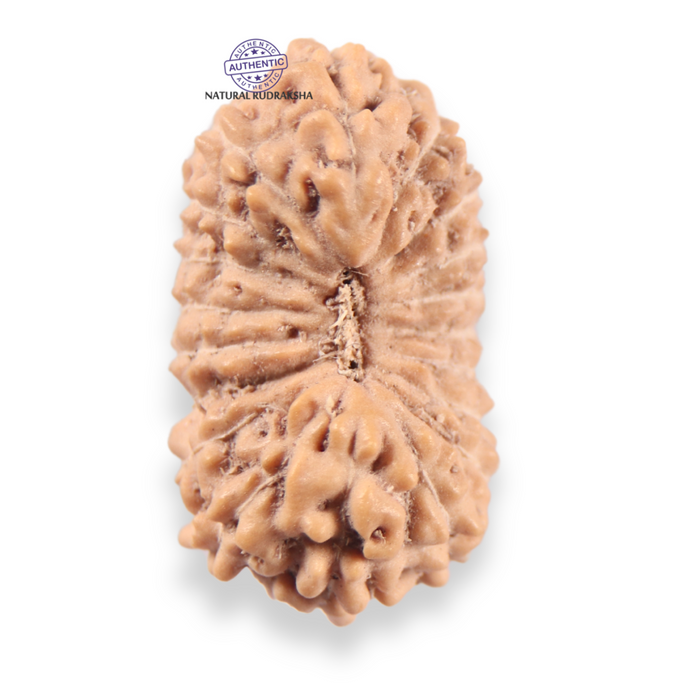 19 Mukhi Indonesian Rudraksha - Bead 166