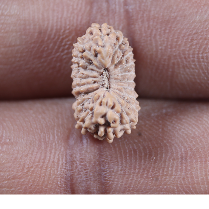 19 Mukhi Indonesian Rudraksha - Bead 166