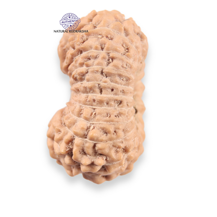 19 Mukhi Indonesian Rudraksha - Bead 166