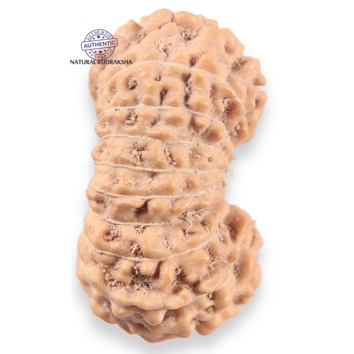 19 Mukhi Indonesian Rudraksha - Bead 166