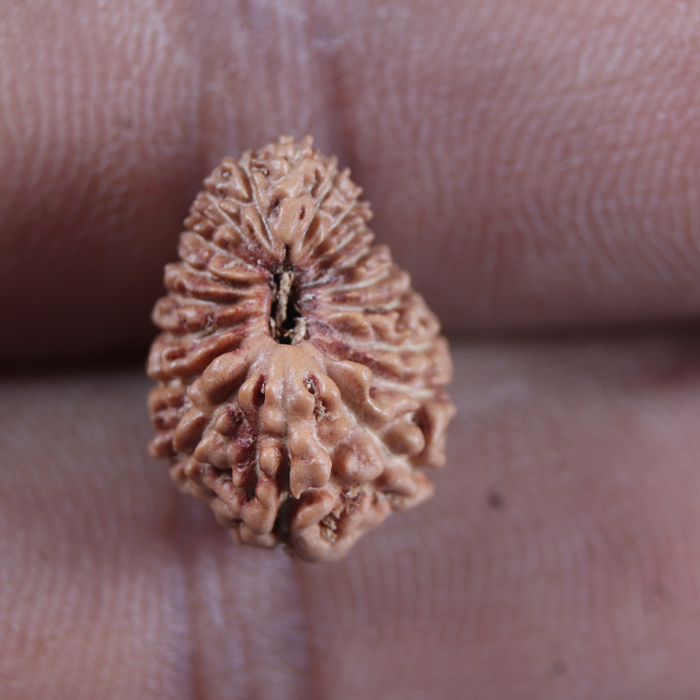 19 Mukhi Indonesian Rudraksha - Bead 167