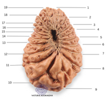 Load image into Gallery viewer, 19 Mukhi Indonesian Rudraksha - Bead 168
