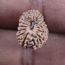 Load image into Gallery viewer, 19 Mukhi Indonesian Rudraksha - Bead 168
