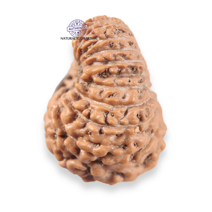 19 Mukhi Indonesian Rudraksha - Bead 168