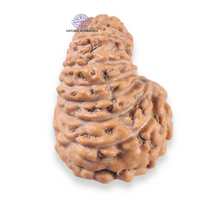 Load image into Gallery viewer, 19 Mukhi Indonesian Rudraksha - Bead 168
