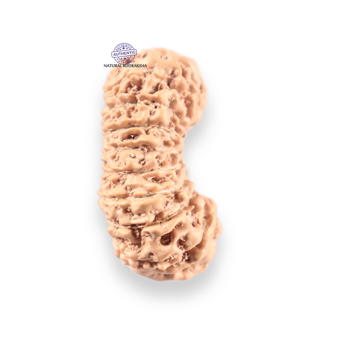 19 Mukhi Indonesian Rudraksha - Bead 169