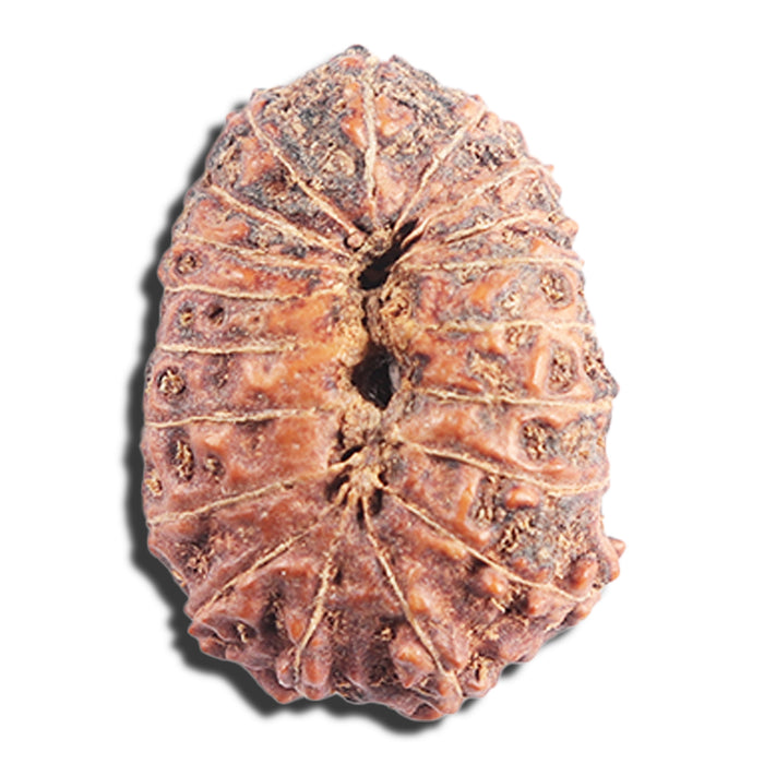 17 Mukhi Rudraksha from Indonesia - Bead No. 91