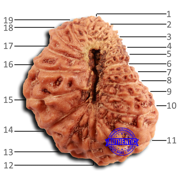 19 Mukhi Indonesian Rudraksha - Bead 110