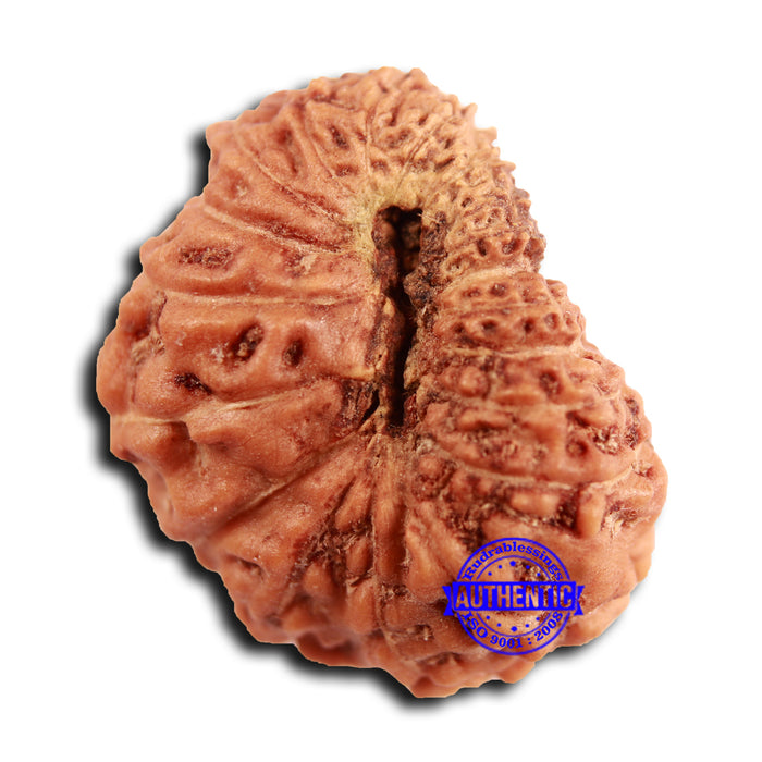 19 Mukhi Indonesian Rudraksha - Bead 110