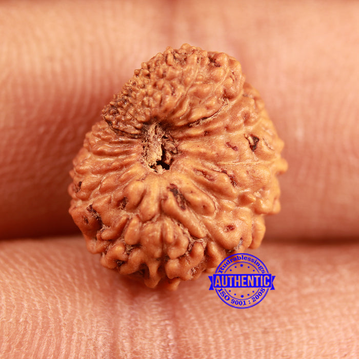 19 Mukhi Indonesian Rudraksha - Bead 110