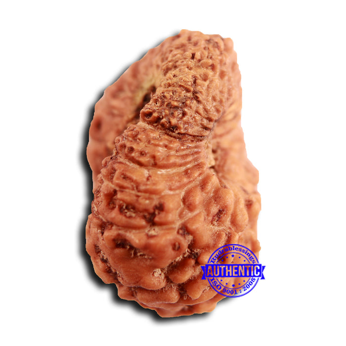 19 Mukhi Indonesian Rudraksha - Bead 110