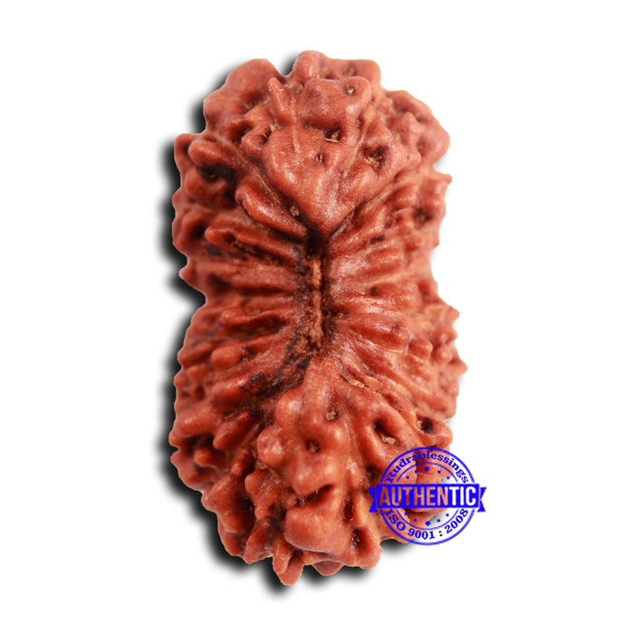 19 Mukhi Indonesian Rudraksha - Bead 111