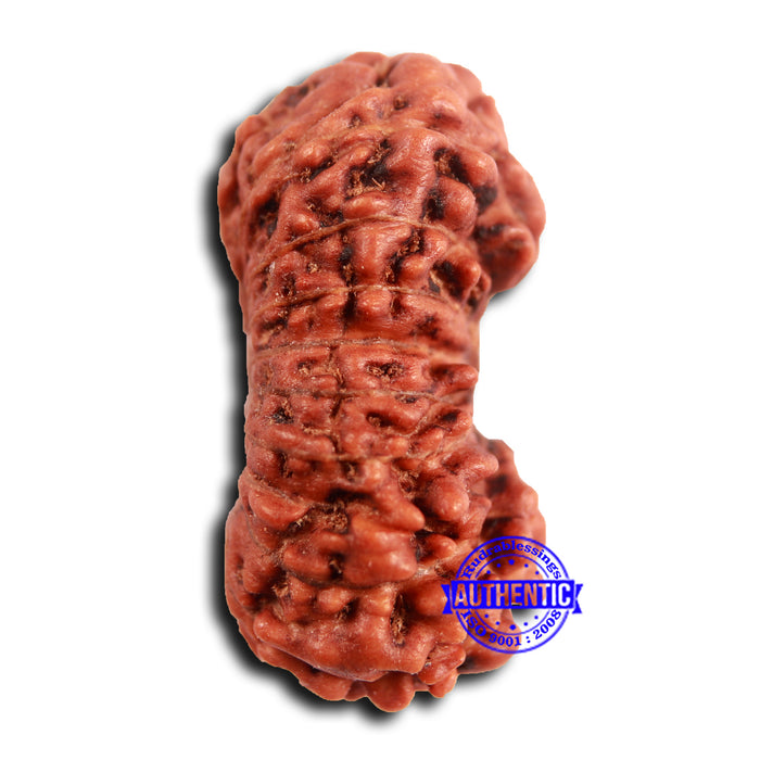 19 Mukhi Indonesian Rudraksha - Bead 111