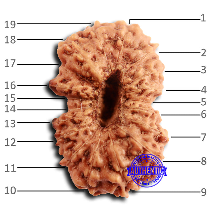 19 Mukhi Indonesian Rudraksha - Bead 112