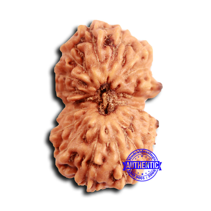 19 Mukhi Indonesian Rudraksha - Bead 112