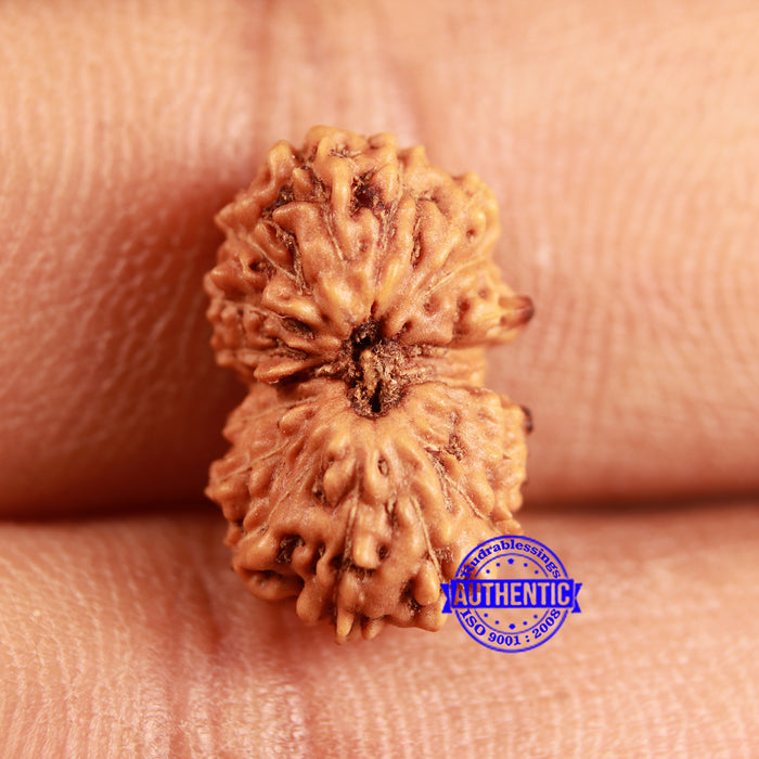 19 Mukhi Indonesian Rudraksha - Bead 112