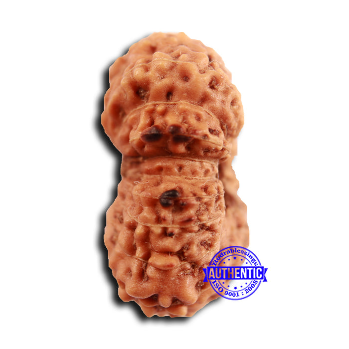 19 Mukhi Indonesian Rudraksha - Bead 112