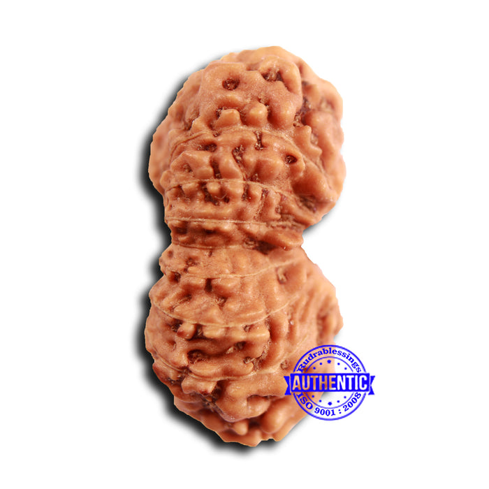19 Mukhi Indonesian Rudraksha - Bead 112