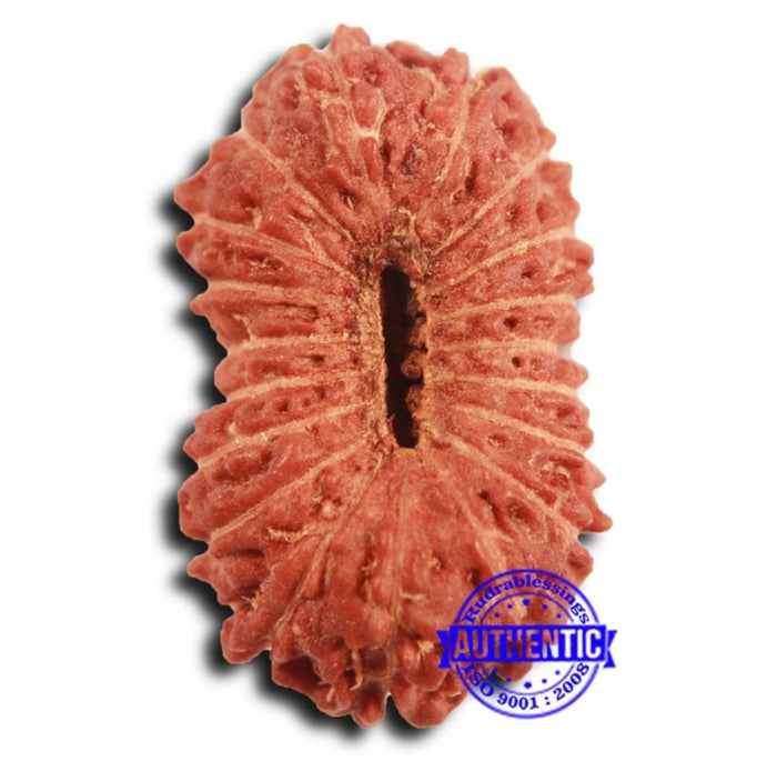 19 Mukhi Indonesian Rudraksha - Bead 115