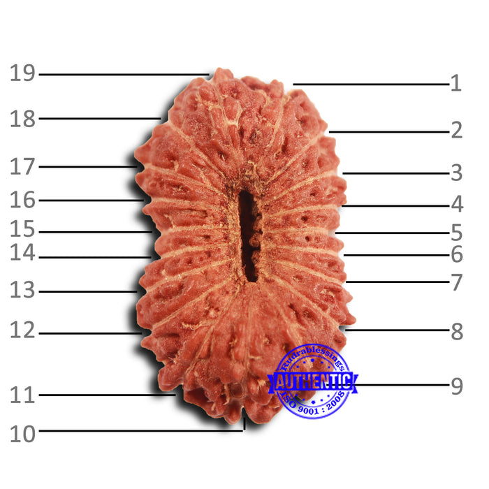 19 Mukhi Indonesian Rudraksha - Bead 115