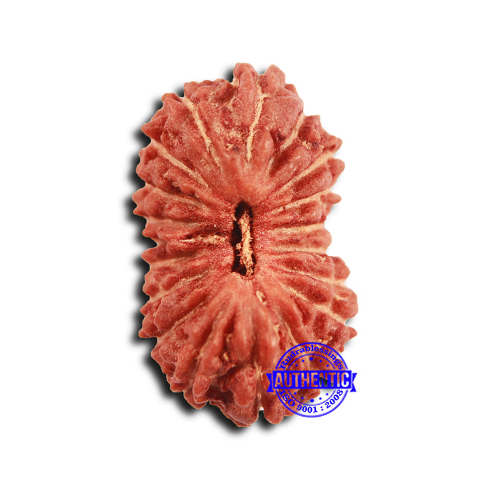 19 Mukhi Indonesian Rudraksha - Bead 115