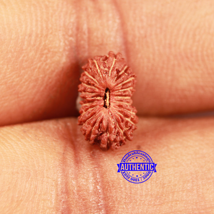 19 Mukhi Indonesian Rudraksha - Bead 115