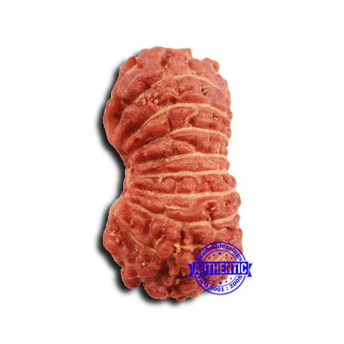 19 Mukhi Indonesian Rudraksha - Bead 115