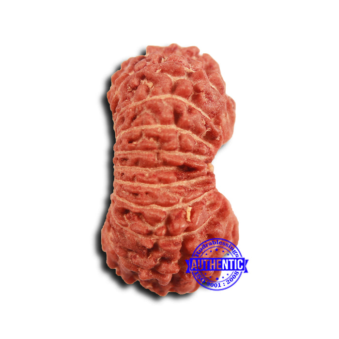19 Mukhi Indonesian Rudraksha - Bead 115