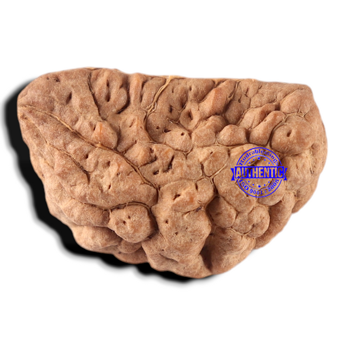 1 Mukhi half moon shaped from India - Bead No. 356