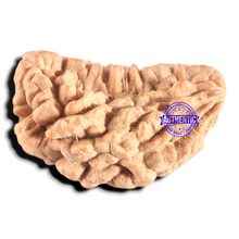 Load image into Gallery viewer, 1 Mukhi half moon shaped from India - Bead No. 358
