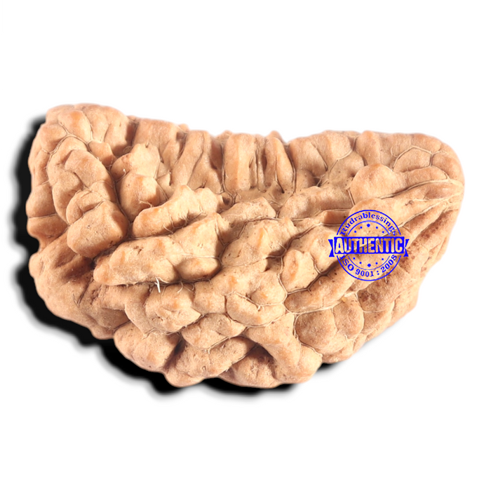 1 Mukhi half moon shaped from India - Bead No. 358