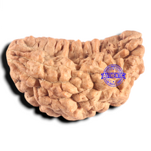 Load image into Gallery viewer, 1 Mukhi half moon shaped from India - Bead No. 360
