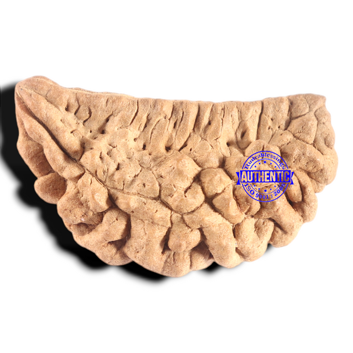 1 Mukhi half moon shaped from India - Bead No. 362
